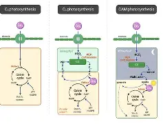 蠩C3(cx30最新消息) 蠩C3(cx30最新消息)